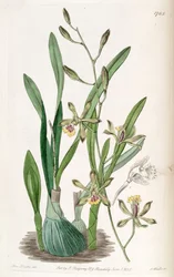 Encyclia gracilis (als syn. Epidendrum gracile)